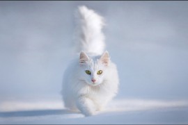 PS利用快速蒙版及调整边缘快速抠出白猫教程(图文教程)