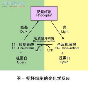 光化学效应(图文教程),光化学效应,要求,采用,结构,第5张